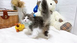 ノルウェージャンフォレストキャットの動画01