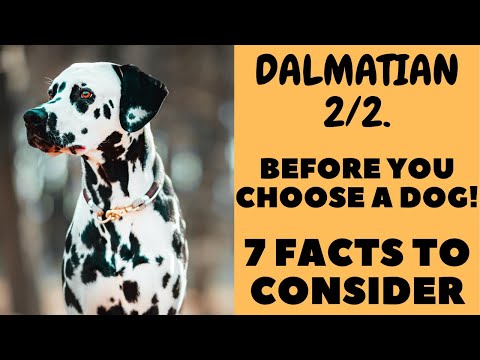 Before You Choose a dog - THE DALMATIAN - 7 facts to consider