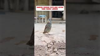 Download lagu burung kutilang hitam #burung #mangkicauoffecial #kicaumania #burungkicaudialamliar #birds #masteran mp3 Download lagu burung kutilang hitam #burung #mangkicauoffecial #kicaumania #burungkicaudialamliar #birds #masteran mp3