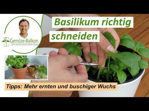 Basilikum 🌿 richtig schneiden ✂️ und ernten für buschiges 🌴 Wachstum