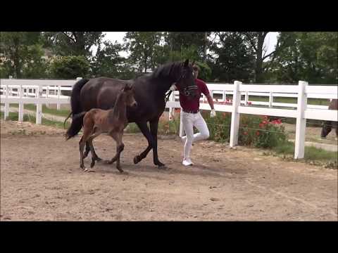 Hengstfohlen von Morricone - Fürstenball - Sir Donnerhall I