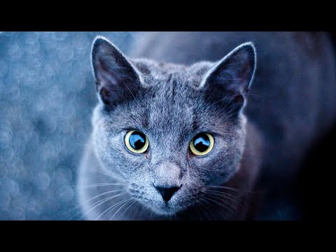 A Un Gatto Striscia Il Congedo Attraverso Una Bocca