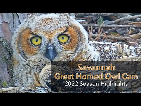 2022 Savannah Great Horned Owl Cam Season Highlights | Skidaway Audubon | Cornell Lab