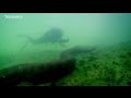 Swimming With An Anaconda - Swimming With Monsters