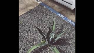 BRING IT BACK REMIX (slowed)