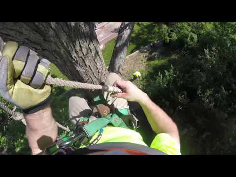 My first tree ascent! Also some good advice from a seasoned pro.