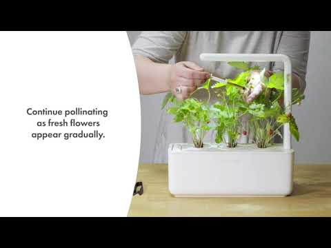 Click &amp; Grow sėklos išmaniajam braškių vazonui  SHGR24x3 3vnt. video