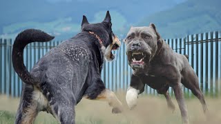 The Only 10 Dog Breeds That Could Defeat a Cane Corso