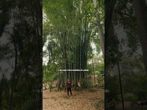 FAZENDA A VENDA 18 ALQ R$ 9,7Milhoes HIDROLÂNDIA (GO)