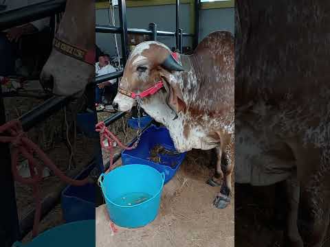 Beautiful examples of cattle at the San Francisco Putumayo fair.