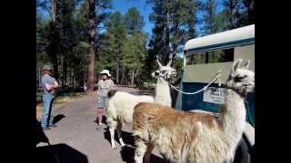 preview picture of video 'Arizona Trail Event at Pine, AZ - the llama hike'