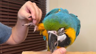 How to Teach a Parrot to Trim Nails