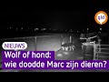 Cavia's, konijnen en kippen doodgebeten, maar wie is de schuldige?