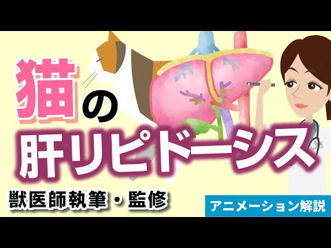 猫の肝不全 - 症状と治療法