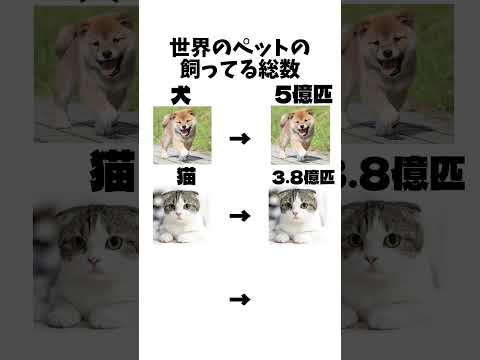 こんなにいるんや…日本の人口より多いやん…#犬 #猫 #ハムスター
