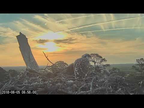 Savannah Ospreys Continue to Watch Over Chick As Fledging Approaches – June 5, 2018