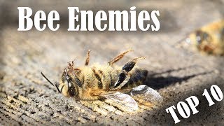Top 10 Bee Enemies (Part 1)
