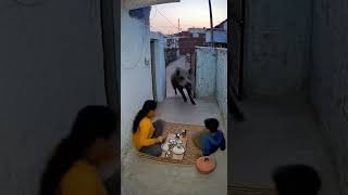 Download lagu A Boar Attacked A Women And Child While They Are Eating mp3