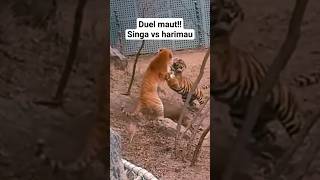 Download lagu duel maut!!! singa vs harimau😱😱 #shorts #singa   #harimau #viral #trending #yearofyou #shortvideo mp3