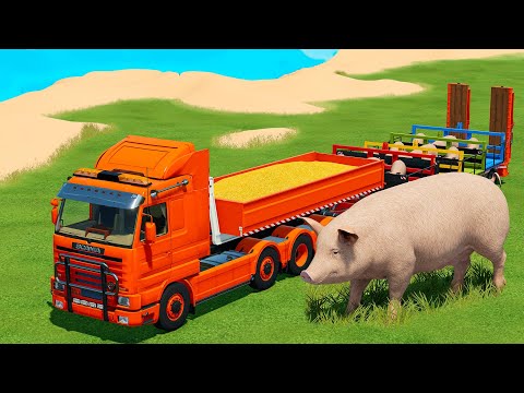 HARVEST CORN AND TRANSPORT PIGS WITH TATRA TRUCKS AND JCB TELEHANDLERS - Farming Simulator 22