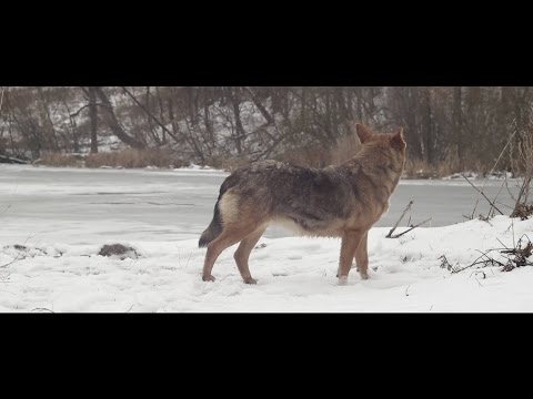 Ой у Львові Львові... Очеретяний кіт (щедрівка)