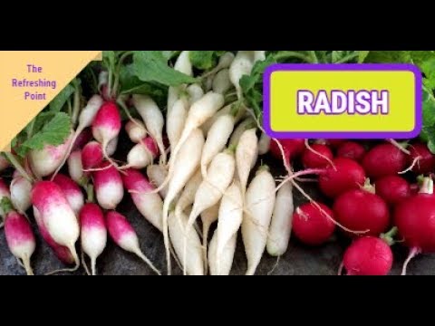 , title : 'Radish the Overlooked Vegetable with Many Surprising Benefits - Recipes Using Radishes'