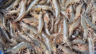 Checking shrimp cultured for 50 days, 65 shrimps, kg, 1 pond with tarpaulin banks and net bottom