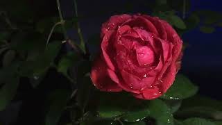 🎶🎶Franco de Vita Ella Es Única🙂​🌹​🌹​