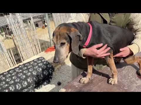 New Arrival: Abandoned in Kavousi… Now Safe at the Shelter ❤️ - Takis Shelter