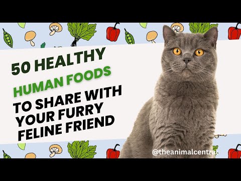 50 Healthy Human Foods to Share with Your Furry Feline Friend