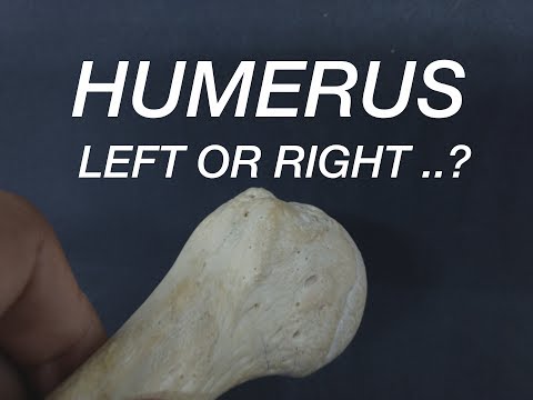 HUMERUS - SIDE DETERMINATION
