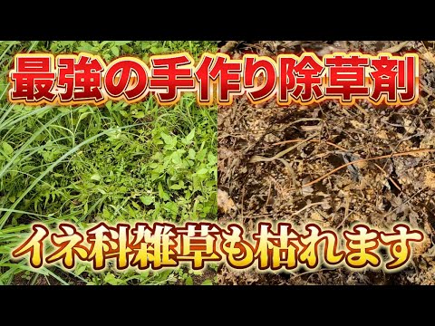 イラクサ肥料の天然除草剤