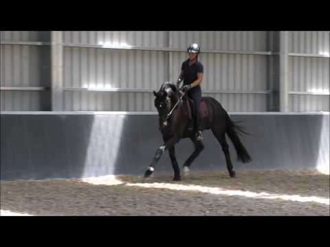 Bluefields Dankeschoen