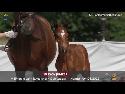 KN 10 Easy Jumper HF v. Emerald van het Ruytershof - Quo Vados I 66. FOHLENAUKTION RIEDLINGEN 2023