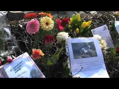 Knut starb an einer Hirnerkrankung (22.03.2011)