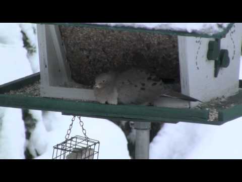 Mourning Dove in the Snow