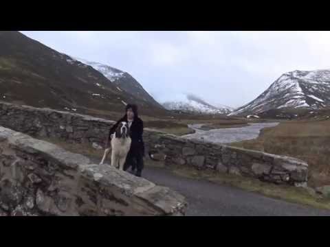 Xmas without you filmed with Rosie (St Bernard) Christmas 2015