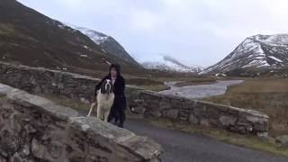 Xmas without you filmed with Rosie (St Bernard) Christmas 2015