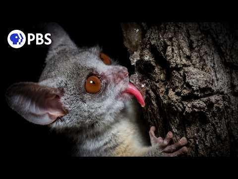 How Nocturnal Bush Babies Survive at Night