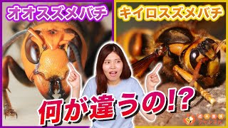 ニホンミツバチの天敵【オオスズメバチとキイロスズメバチの違い】