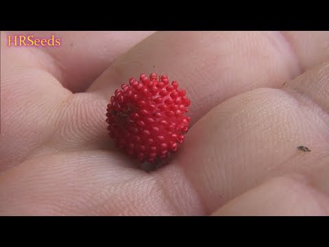 download lagu mp3 mp4 Mock Strawberry, download lagu Mock Strawberry gratis, unduh video klip Mock Strawberry