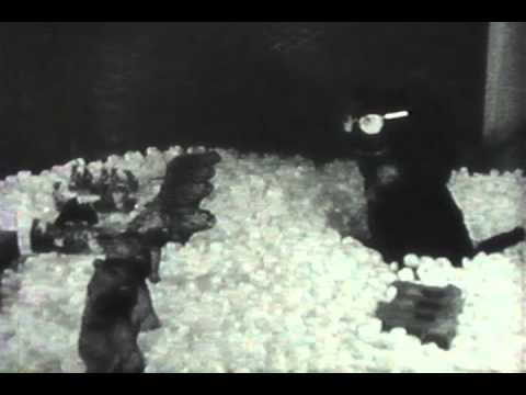 Filmers Almanac - Wayne Morris - February 2