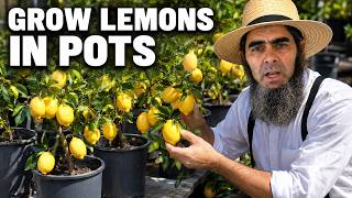 How to Grow Meyer Lemons in Pots for Huge Harvests