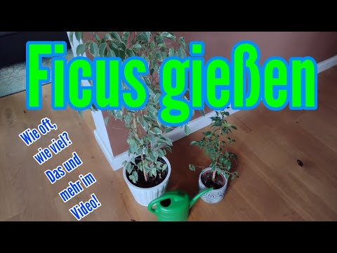 Ficus gießen so viel Wasser braucht die Birkenfeige