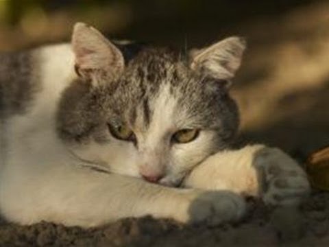 How To Remove A Cat Smell - YouTube