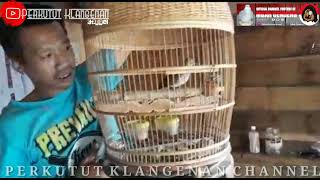 Download lagu Perkutut Klangenan dan Koleksi Mbah Gendeng Lampung @perkututklangenanchannel7514 mp3