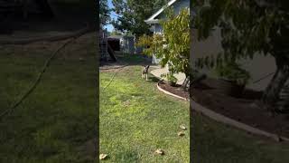 Video preview image #1 Mutt Puppy For Sale in San Jose, CA, USA