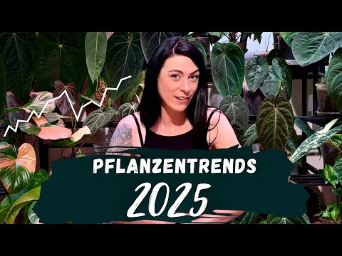 Zimmerpflanzen Trends 2025 | monstera, alocasia und überall pink 😍