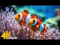 Aquarium 4K VIDEO (ULTRA HD) 🐠 Beautiful Coral Reef Fish - Relaxing Sleep Meditation Music #111
