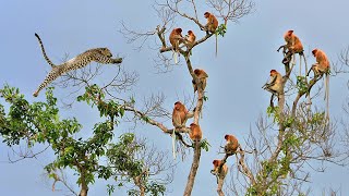 Download lagu MELUNCUR DARI PUNCAK POHON, 11 Aksi Berburu Paling G1LA Macan Tutul Terekam Kamera Di Alam Liar mp3